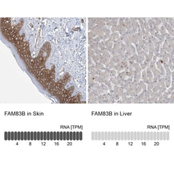 FAM83B Antibody, Novus Biologicals 25 &mu;L; Unlabeled:Antibodies, Polyclonal